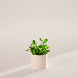 Jade Plant - Indoor Plants - PL_JPL_4IN1 - Varnish + Vine - 38