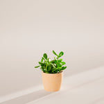 Jade Plant - Indoor Plants - PB_JPL_ECO_MA_6IN1 - Varnish + Vine - 50