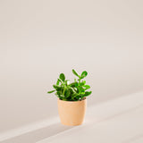 Jade Plant - Indoor Plants - PB_JPL_ECO_MA_6IN1 - Varnish + Vine - 50