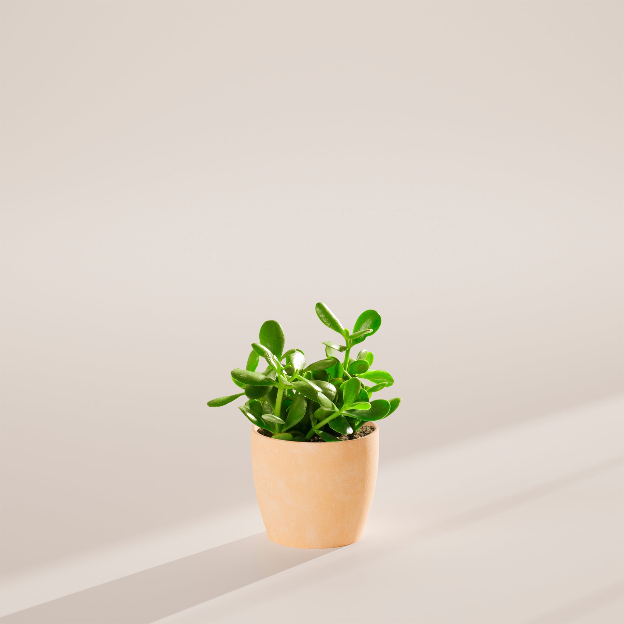 Jade Plant - Indoor Plants - PB_JPL_ECO_MA_6IN1 - Varnish + Vine - 50
