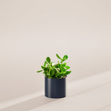 Jade Plant - Indoor Plants - PL_JPL_4IN1 - Varnish + Vine - 35