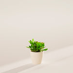 Jade Plant - Indoor Plants - PB_JPL_ECO_CO_4IN1 - Varnish + Vine - 17