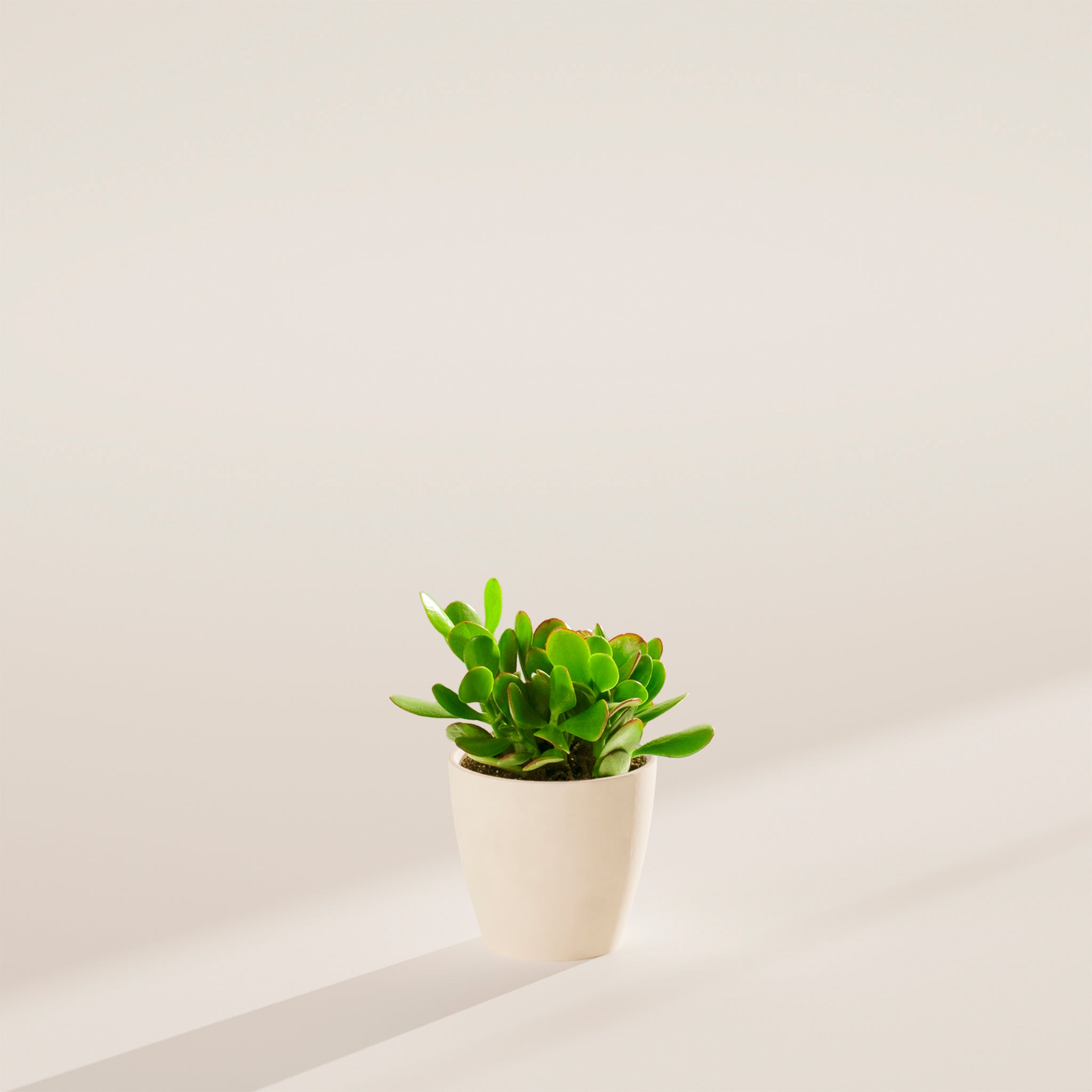 Jade Plant - Indoor Plants - PB_JPL_ECO_CO_4IN1 - Varnish + Vine - 17