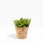 Jade Plant - Indoor Plants - PB_JPL_BAS_LI_4IN1 - Varnish + Vine - 8