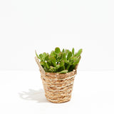 Jade Plant - Indoor Plants - PB_JPL_BAS_LI_4IN1 - Varnish + Vine - 8