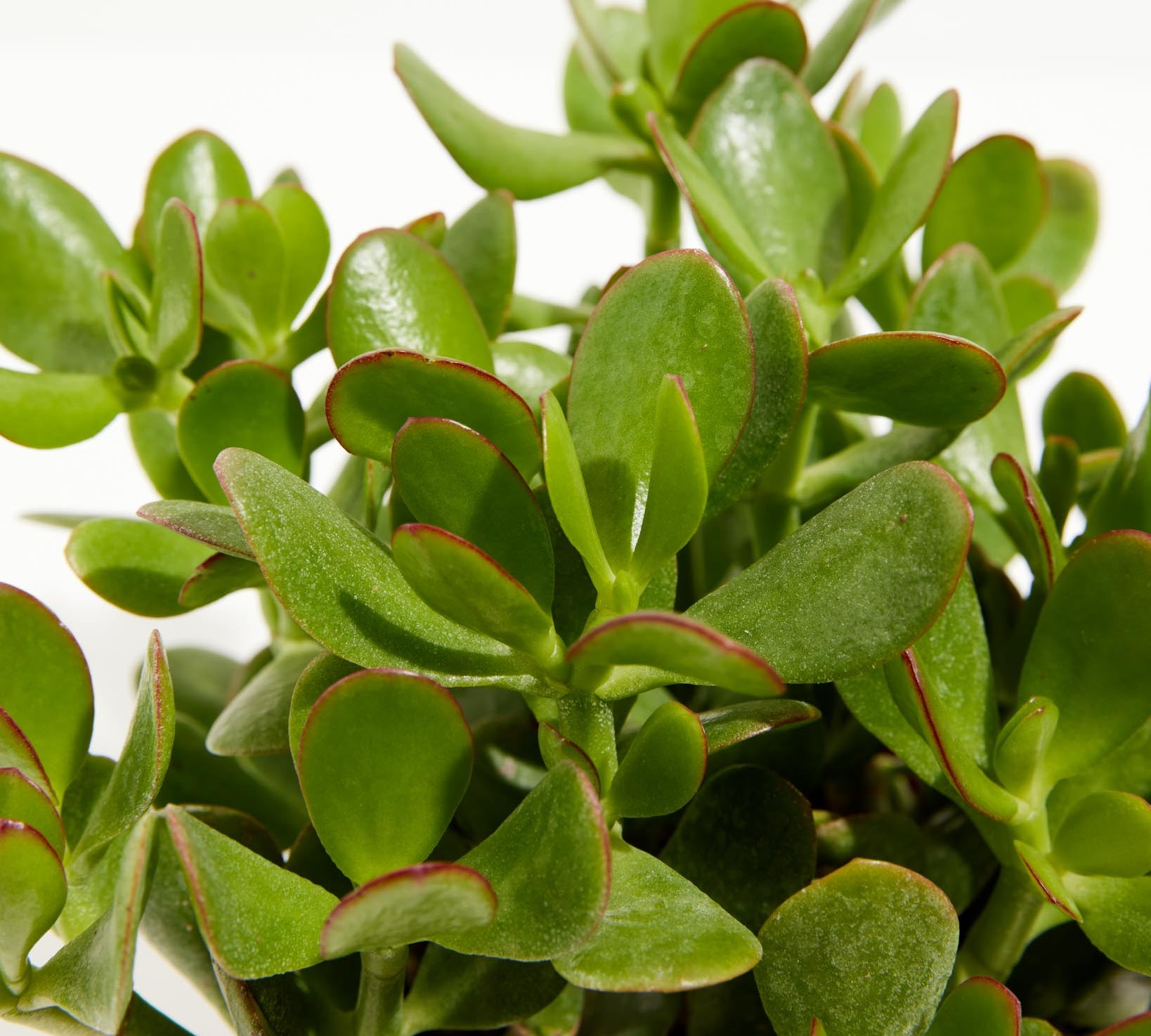 Jade Plant - Indoor Plants - PL_JPL_4IN1 - Varnish + Vine - 2