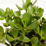Jade Plant - Indoor Plants - PL_JPL_4IN1 - Varnish + Vine - 2