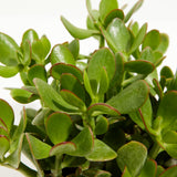 Jade Plant - Indoor Plants - PL_JPL_4IN1 - Varnish + Vine - 2