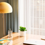 Jade Plant - Indoor Plants - PB_JPL_CP_FU_6IN1 - Varnish + Vine - 11