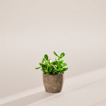 Jade Plant - Indoor Plants - PB_JPL_ECO_EG_6IN1 - Varnish + Vine - 47