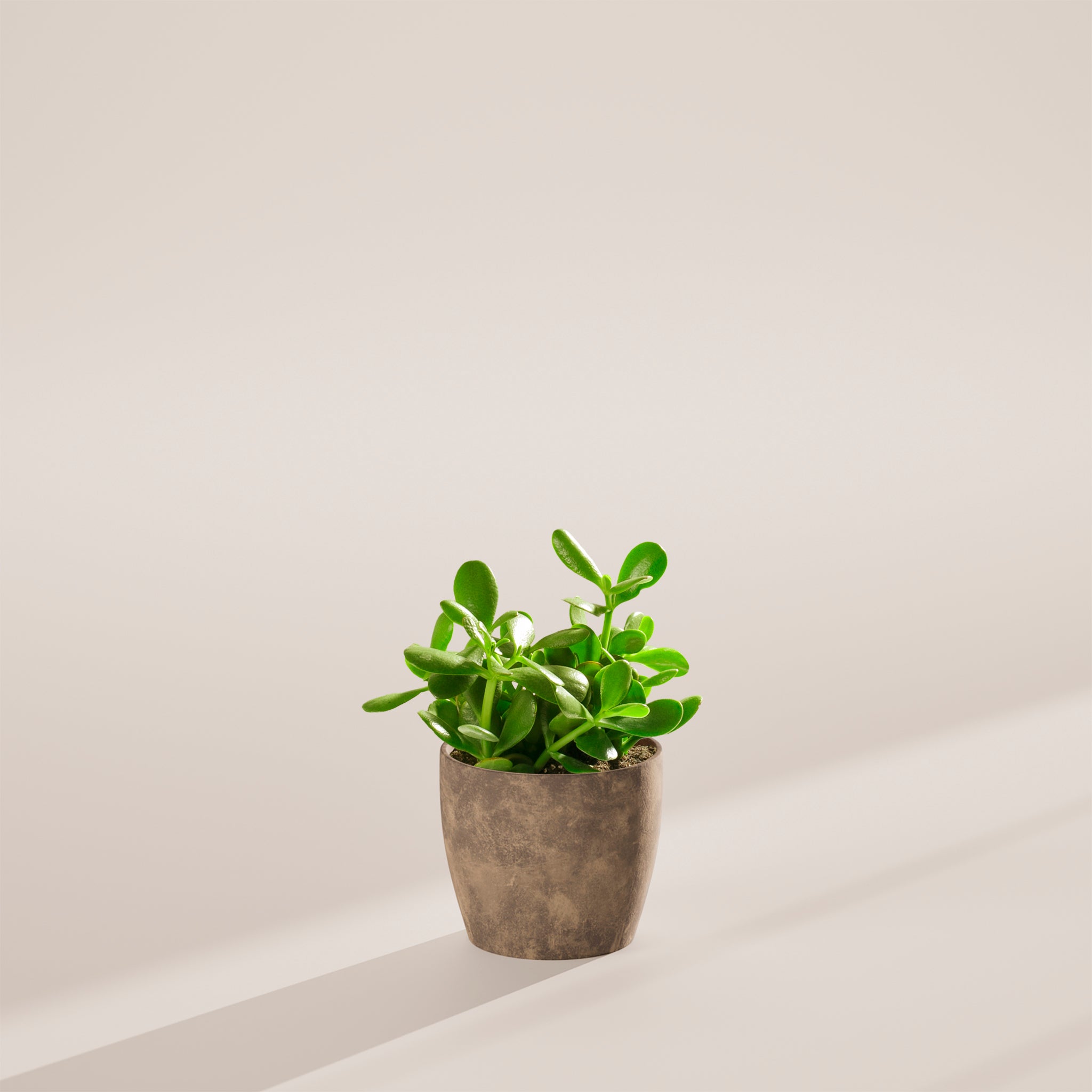 Jade Plant - Indoor Plants - PB_JPL_ECO_EG_6IN1 - Varnish + Vine - 47
