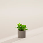 Jade Plant - Indoor Plants - PB_JPL_ECO_MA_4IN1 - Varnish + Vine - 24