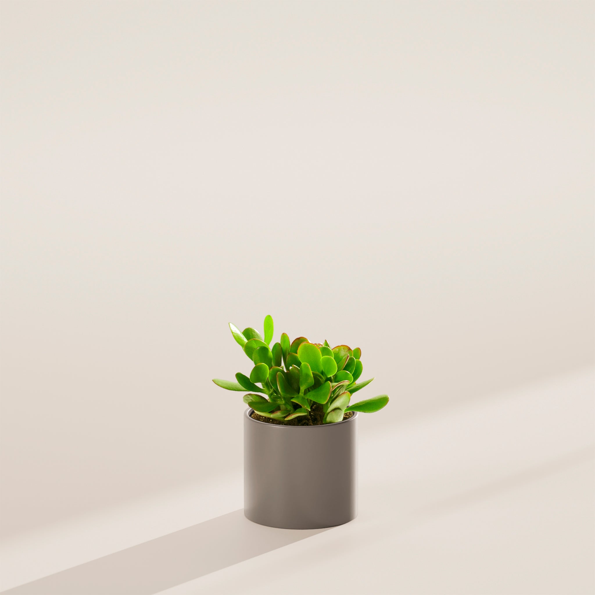 Jade Plant - Indoor Plants - PB_JPL_ECO_MA_4IN1 - Varnish + Vine - 24