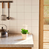 Jade Plant - Indoor Plants - PB_JPL_ECO_EG_4IN1 - Varnish + Vine - 21