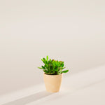 Jade Plant - Indoor Plants - PB_JPL_ECO_MA_4IN1 - Varnish + Vine - 23