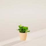 Jade Plant - Indoor Plants - PB_JPL_ECO_MA_4IN1 - Varnish + Vine - 23