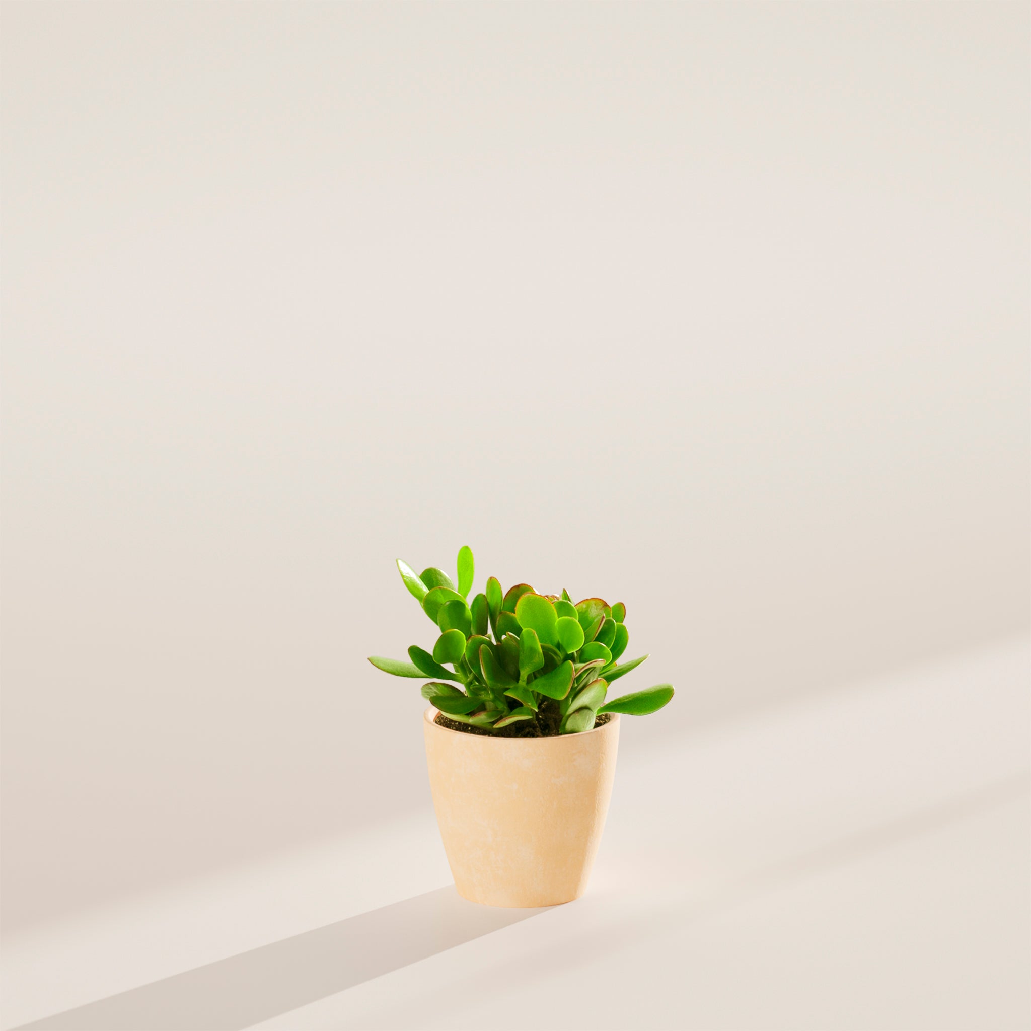Jade Plant - Indoor Plants - PB_JPL_ECO_MA_4IN1 - Varnish + Vine - 23