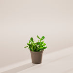 Jade Plant - Indoor Plants - PL_JPL_6IN1 - Varnish + Vine - 51