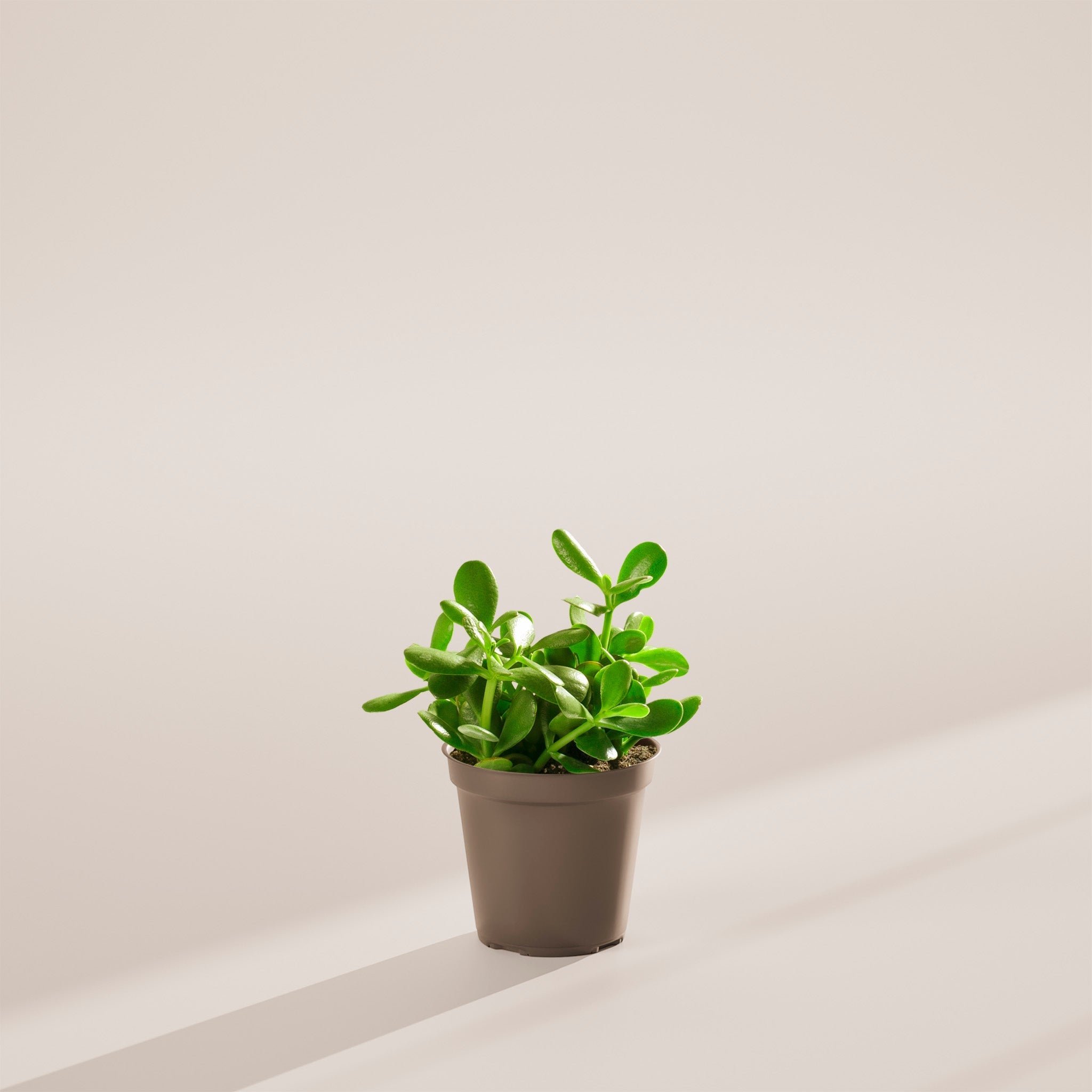 Jade Plant - Indoor Plants - PL_JPL_6IN1 - Varnish + Vine - 51