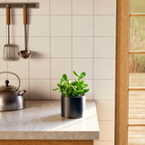 Jade Plant - Indoor Plants - PL_JPL_4IN1 - Varnish + Vine - 34