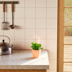 Jade Plant - Indoor Plants - PB_JPL_CP_FU_6IN1 - Varnish + Vine - 12