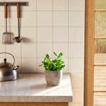 Jade Plant - Indoor Plants - PB_JPL_ECO_CO_6IN1 - Varnish + Vine - 45