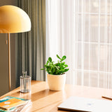 Jade Plant - Indoor Plants - PB_JPL_ECO_EG_6IN1 - Varnish + Vine - 49