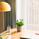 Jade Plant - Indoor Plants - PB_JPL_ECO_CO_6IN1 - Varnish + Vine - 46