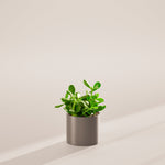 Jade Plant - Indoor Plants - PL_JPL_4IN1 - Varnish + Vine - 33