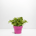 Jade Plant - Indoor Plants - PB_JPL_CP_FU_6IN1 - Varnish + Vine - 10