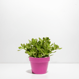 Jade Plant - Indoor Plants - PB_JPL_CP_FU_6IN1 - Varnish + Vine - 10