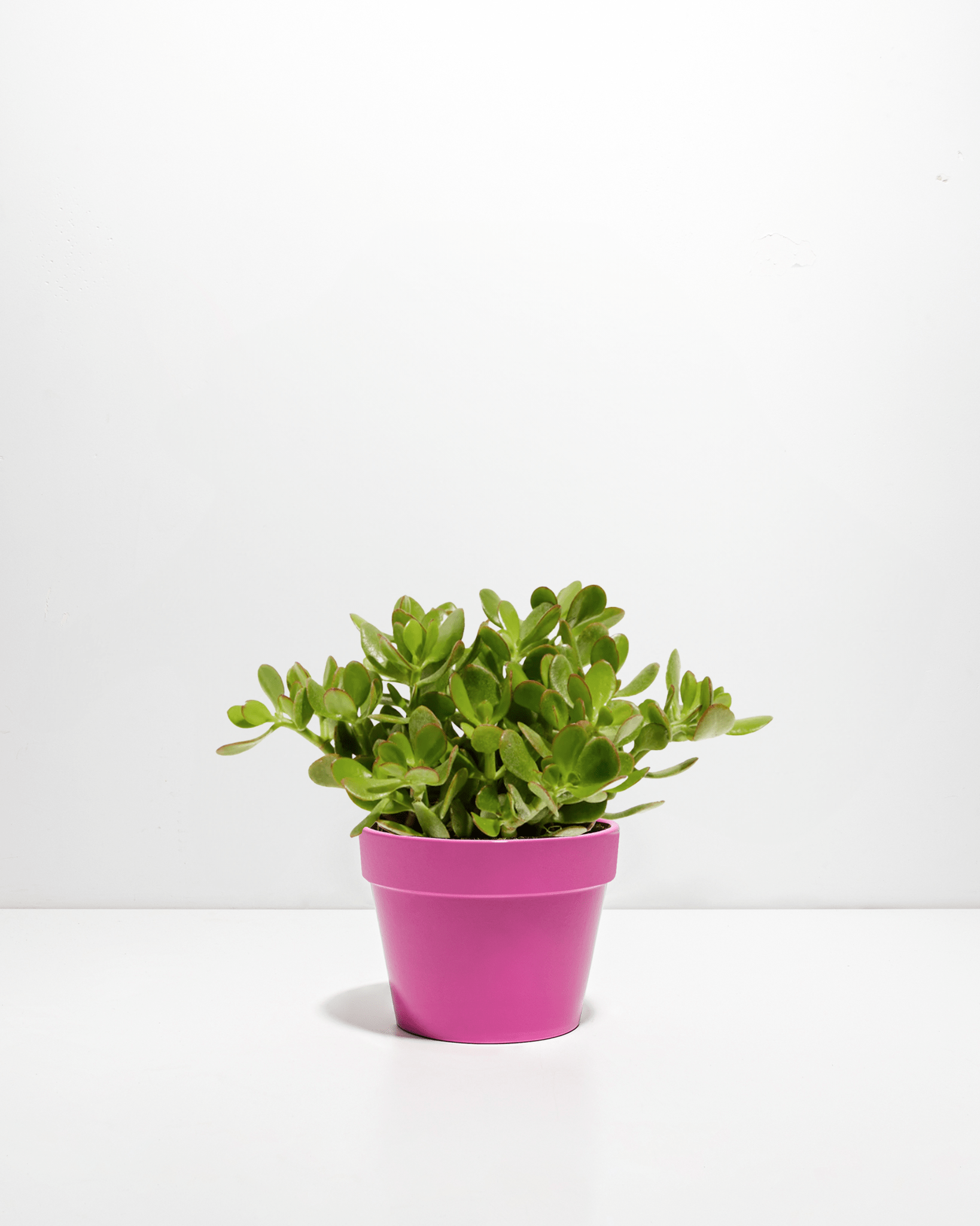 Jade Plant - Indoor Plants - PB_JPL_CP_FU_6IN1 - Varnish + Vine - 10