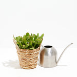 Jade Plant - Indoor Plants - PL_JPL_4IN1 - Varnish + Vine - 7