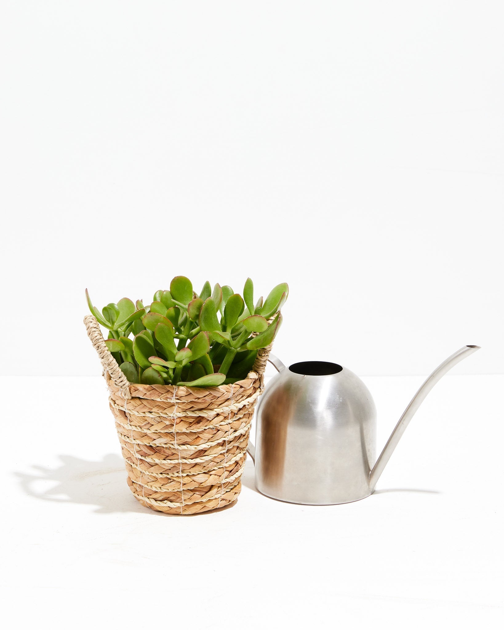 Jade Plant - Indoor Plants - PL_JPL_4IN1 - Varnish + Vine - 7