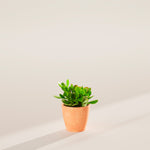 Jade Plant - Indoor Plants - PB_JPL_ECO_CH_4IN1 - Varnish + Vine - 14