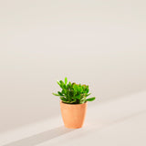 Jade Plant - Indoor Plants - PB_JPL_ECO_CH_4IN1 - Varnish + Vine - 14