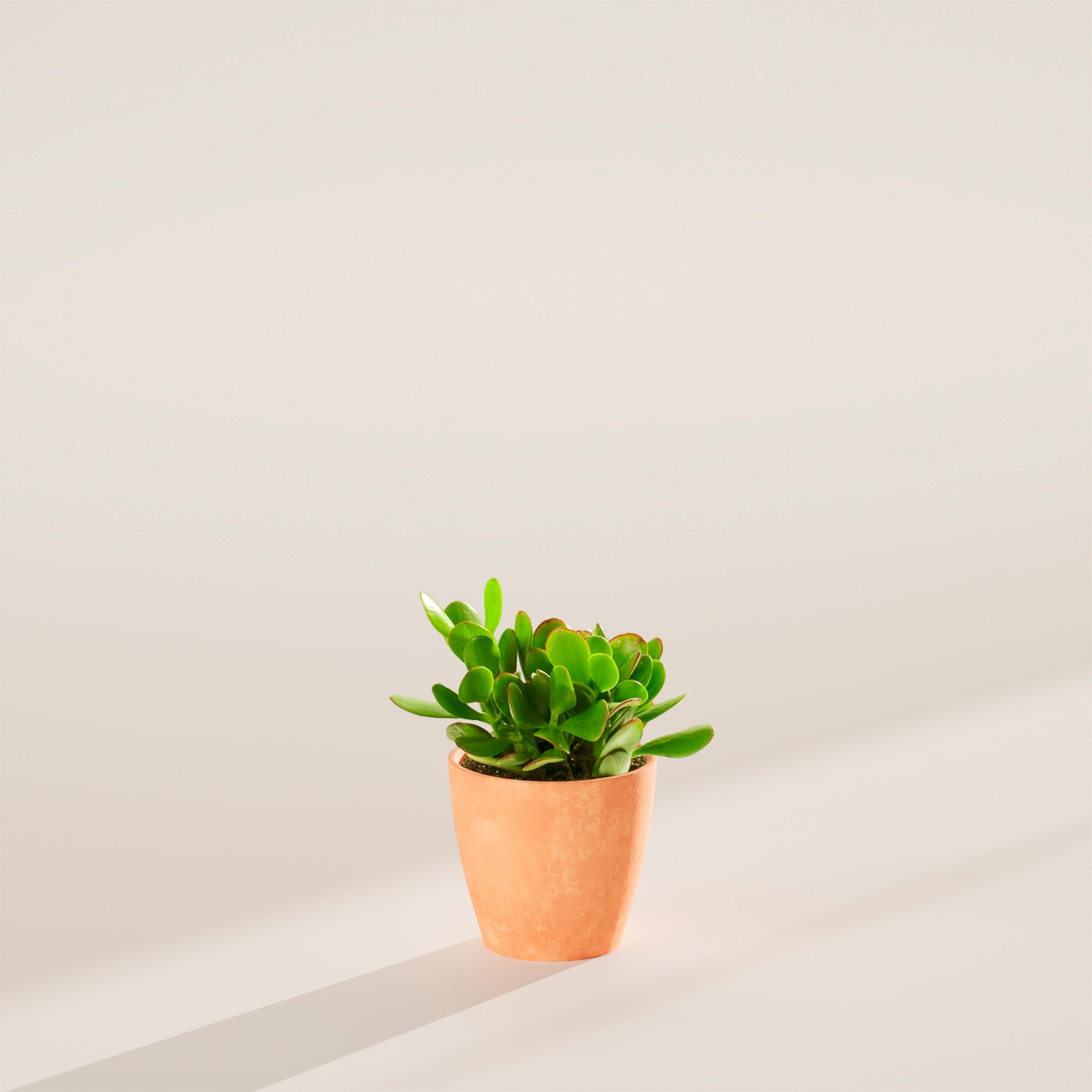Jade Plant - Indoor Plants - PB_JPL_ECO_CH_4IN1 - Varnish + Vine - 14