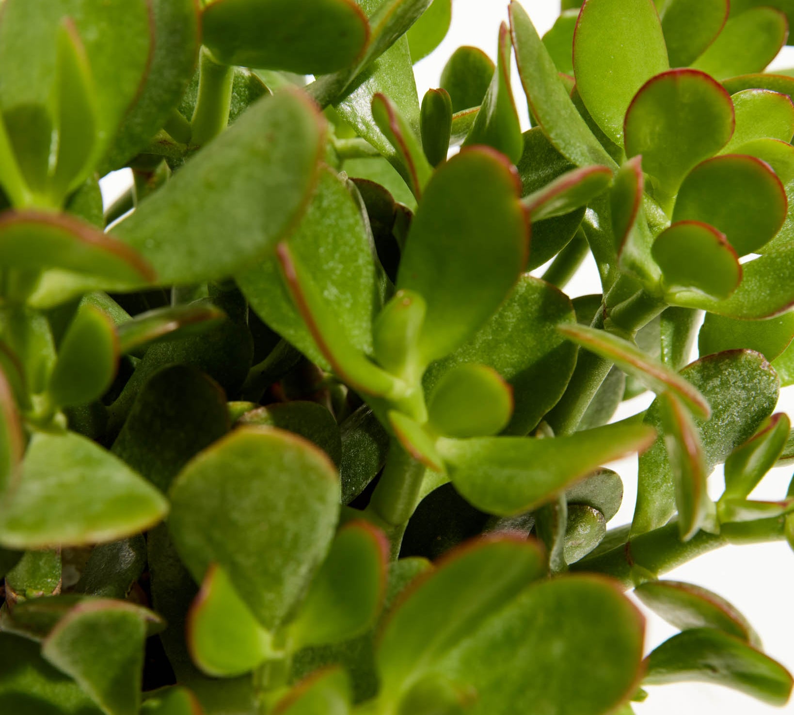 Jade Plant - Indoor Plants - PL_JPL_4IN1 - Varnish + Vine - 3