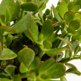Jade Plant - Indoor Plants - PL_JPL_4IN1 - Varnish + Vine - 3