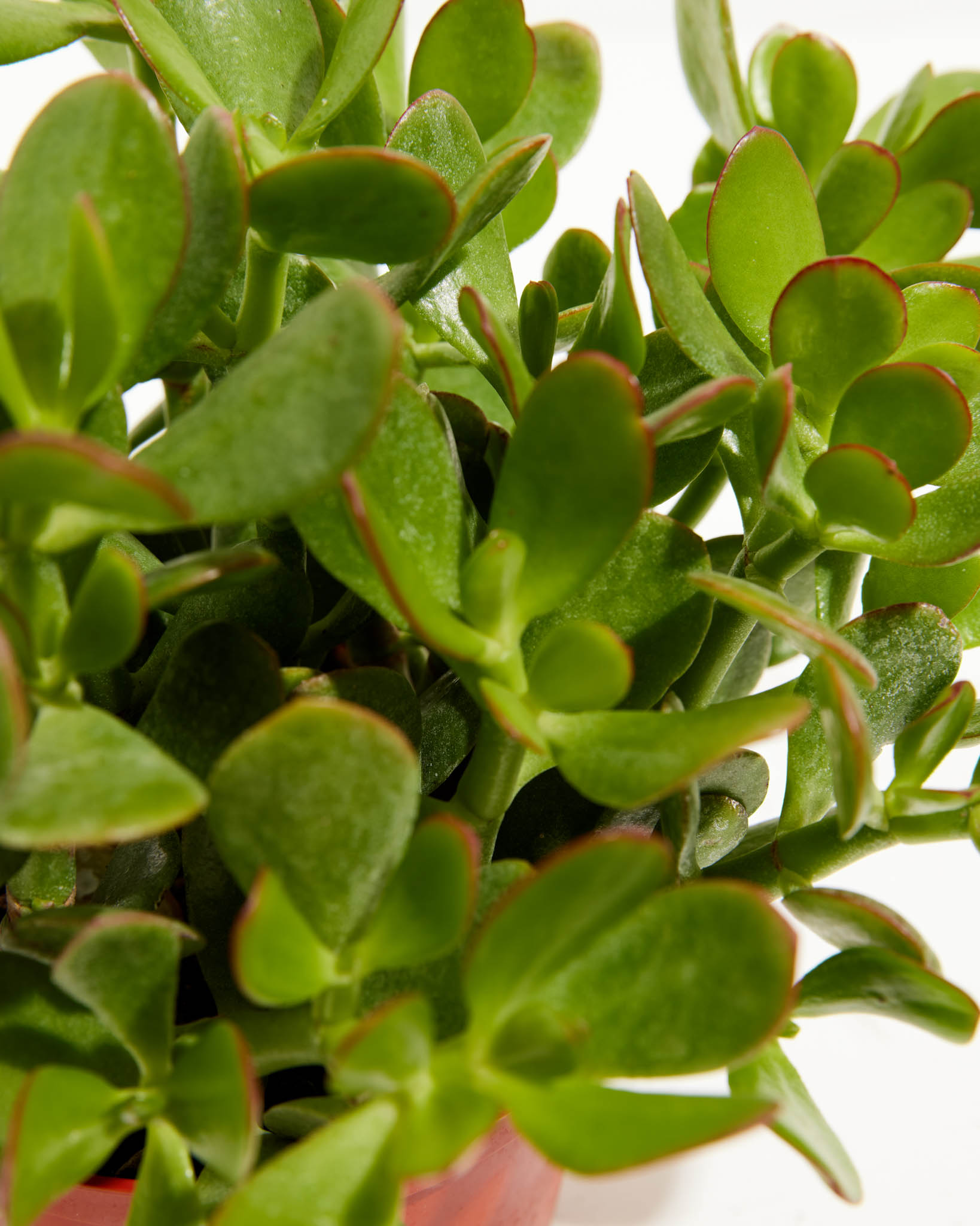 Jade Plant - Indoor Plants - PL_JPL_4IN1 - Varnish + Vine - 3
