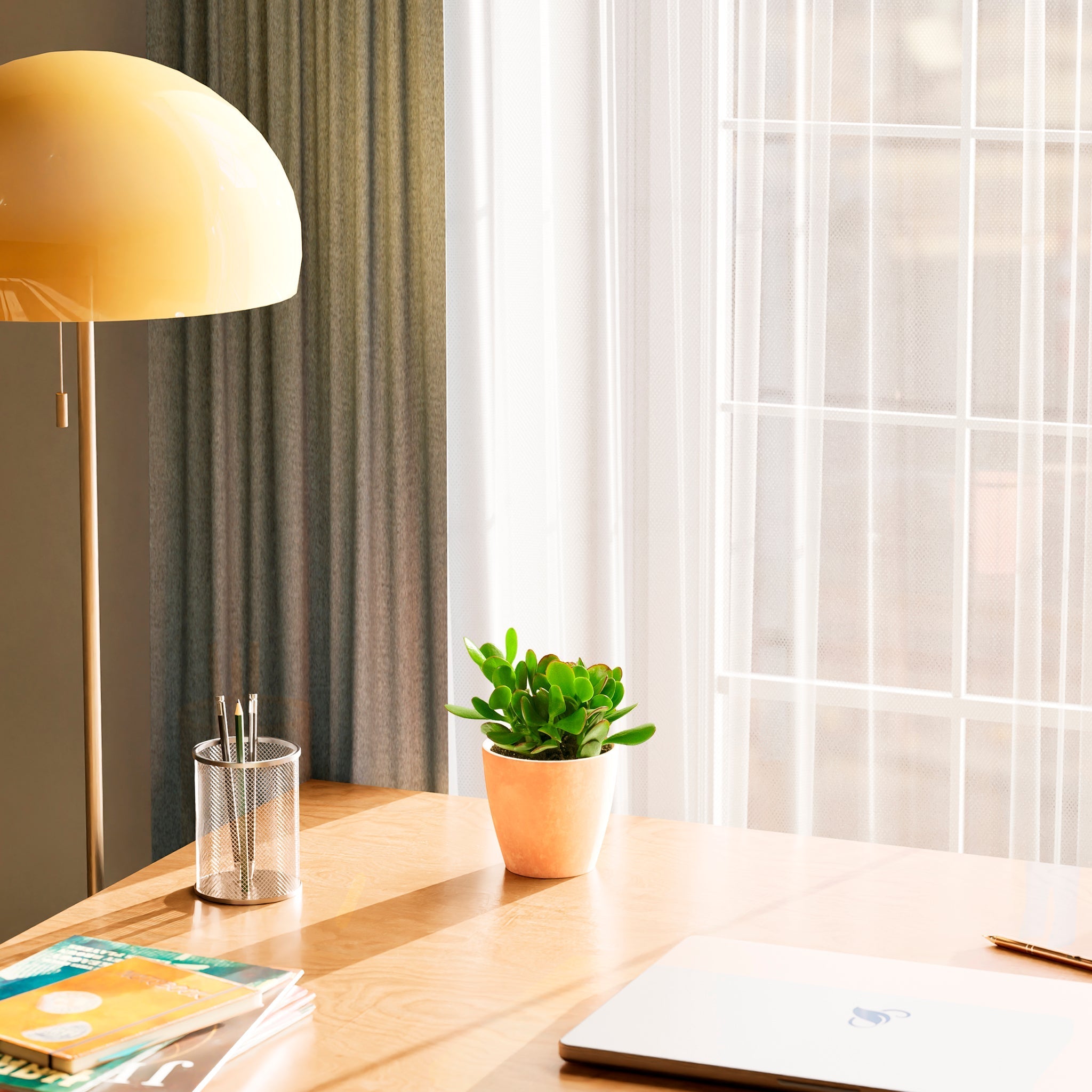 Jade Plant - Indoor Plants - PB_JPL_CP_FU_6IN1 - Varnish + Vine - 13