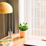 Jade Plant - Indoor Plants - PL_JPL_4IN1 - Varnish + Vine - 40