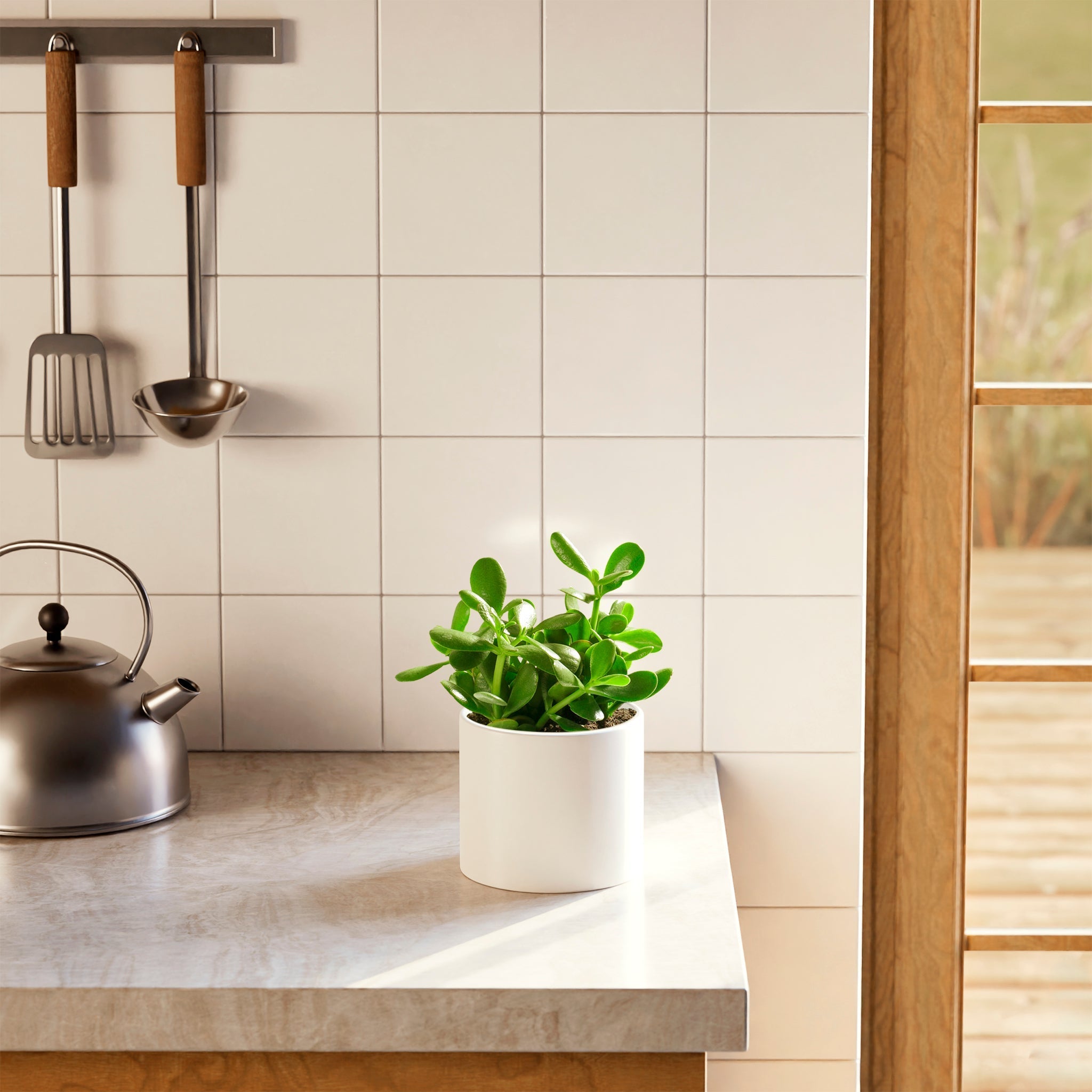 Jade Plant - Indoor Plants - PL_JPL_4IN1 - Varnish + Vine - 36