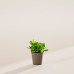 Jade Plant - Indoor Plants - PL_JPL_4IN1 - Varnish + Vine - 28