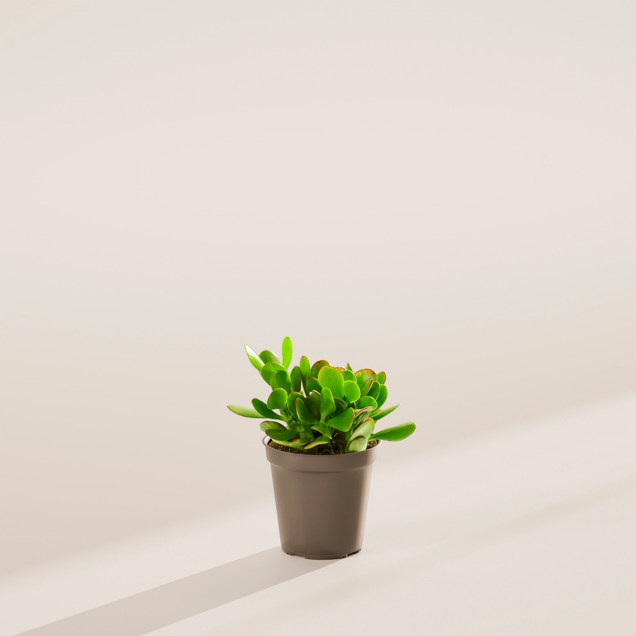 Jade Plant - Indoor Plants - PL_JPL_4IN1 - Varnish + Vine - 28