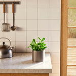 Jade Plant - Indoor Plants - PL_JPL_6IN1 - Varnish + Vine - 53