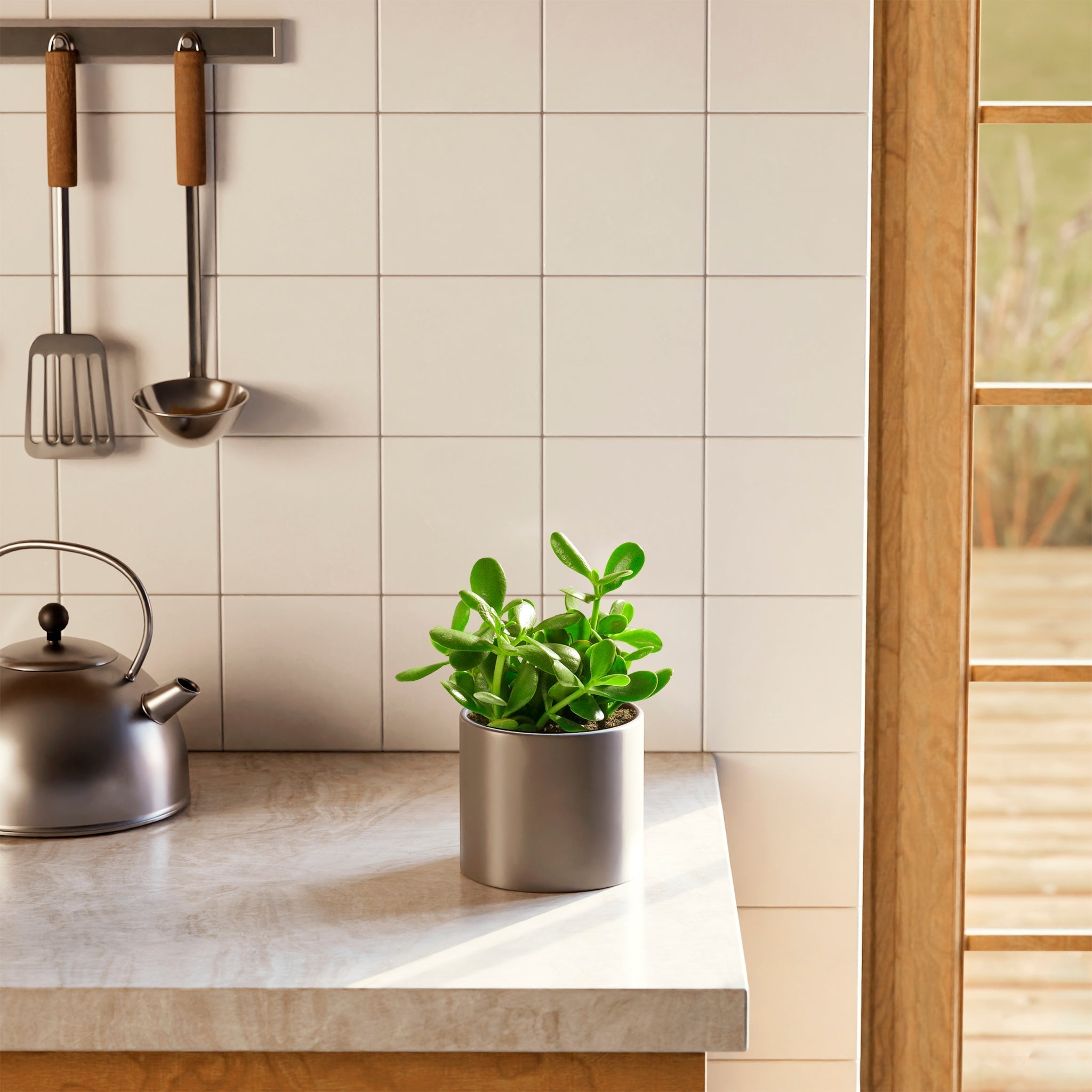 Jade Plant - Indoor Plants - PL_JPL_6IN1 - Varnish + Vine - 53