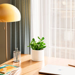 Jade Plant - Indoor Plants - PL_JPL_4IN1 - Varnish + Vine - 37