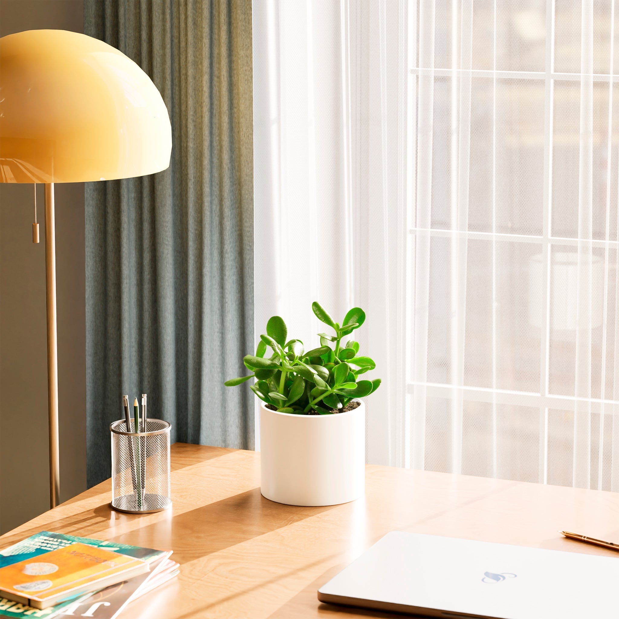 Jade Plant - Indoor Plants - PL_JPL_4IN1 - Varnish + Vine - 37