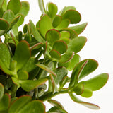 Jade Plant - Indoor Plants - PL_JPL_4IN1 - Varnish + Vine - 4